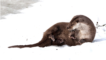 Une loutre d’Europe filmée pour la première fois sur la rivière d’Ain